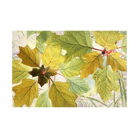 Judy Stalus 'Golden Oak' Canvas Art,16x24